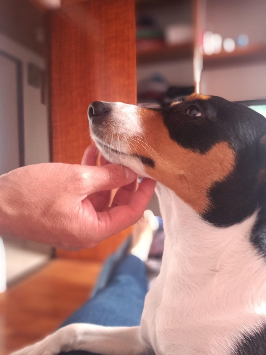 gorofox's tweet photo. @Haz_De_His Kara...🐶❤️🐶❤️ https://t.co/502rlXYJss