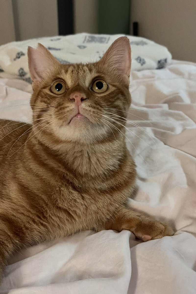 Azudoora's tweet photo. アズたんの顔も目もまん丸でお月様みたいだね🥺
（褒めてる）

#猫のいる暮らし https://t.co/gFrtAqGKeR