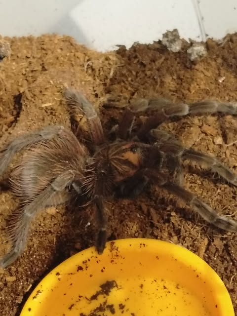prof_Confuser's tweet photo. Really good shot while she was being brave with the lid open for maintenance https://t.co/iadtRPqDTb