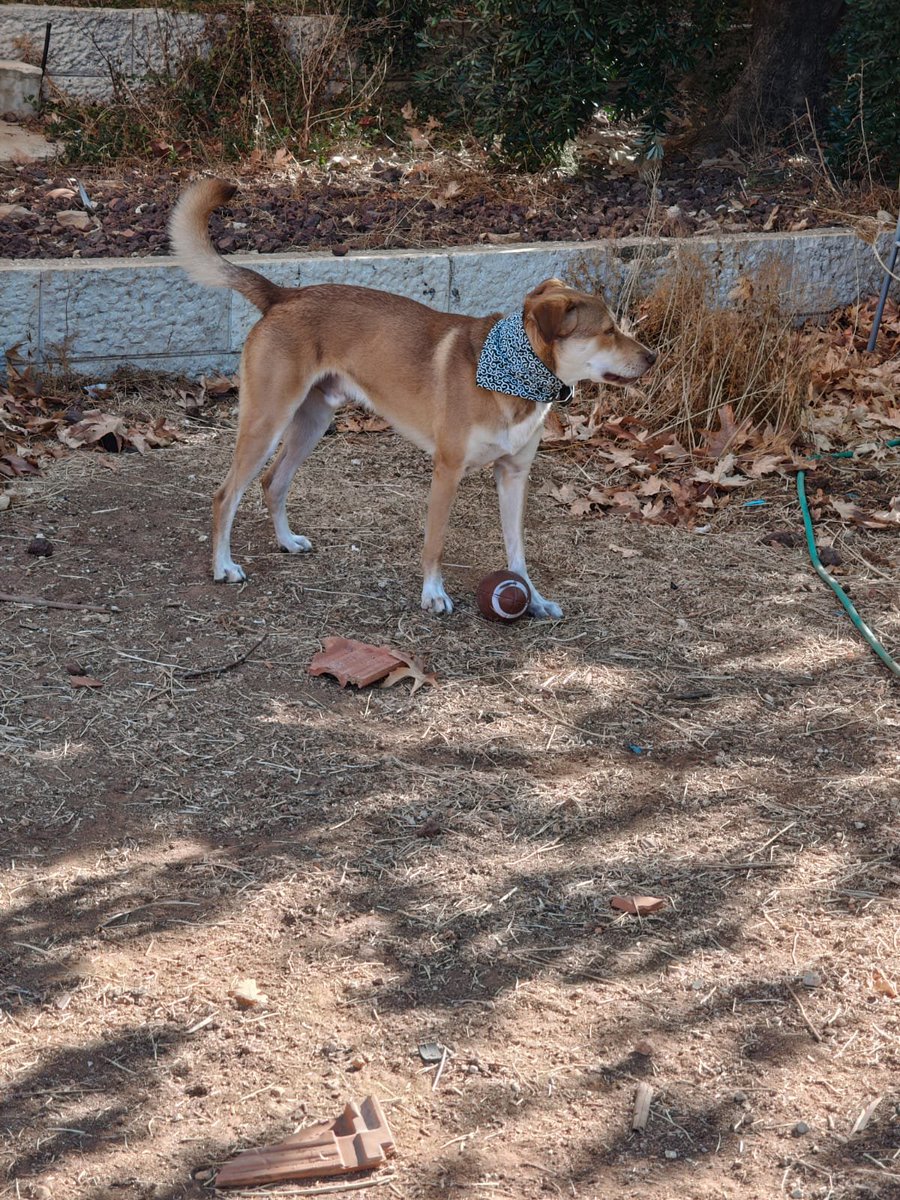 IamRepairmanman's tweet photo. @FlashgitzAnims Could you put my dog in? https://t.co/fMSRiCEf2L