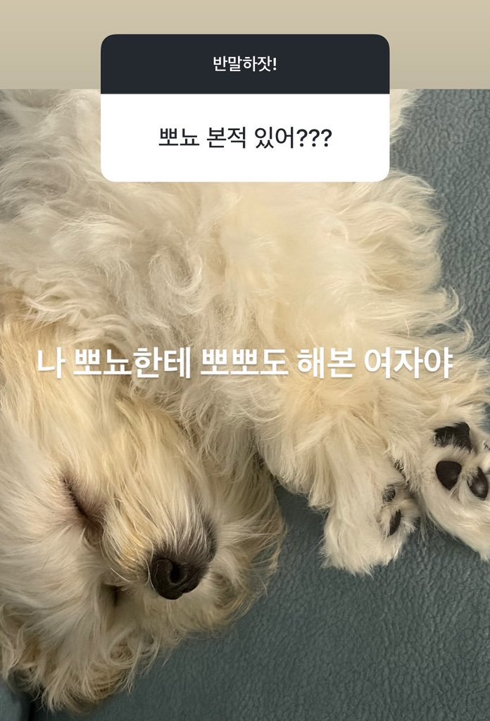 WINTER_THAILAND's tweet photo. น้องโปเนียวในไอจีสตอรี่ช่างแต่งหน้าของเอสป้าเมื่อนานมาแล้วค่ะ 🐶

Q. เคยเจอโปเนียวมั้ย???
A. “ฉันเป็นผู้หญิงที่เคยจุ๊บ ๆ โปเนียวเลยด้วยซ้ำ”

#WINTER #윈터 #น้องหนาว
#aespa @aespa_official https://t.co/KweQHo9znG