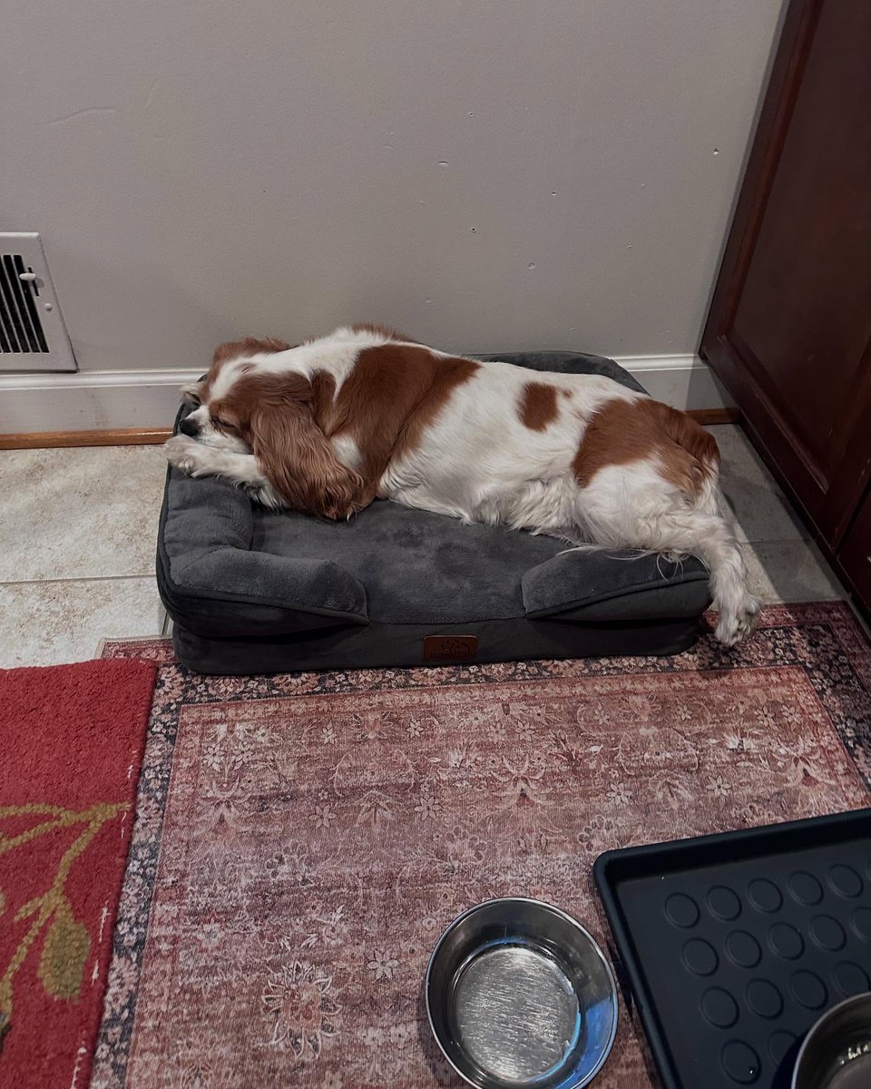 DannieSaltman's tweet photo. I’m traveling for work, so the girls are staying with their friend @therealrubythecavie. Zoey always sleeps in her bed. The second photo is Ruby as a puppy during her stay with us. https://t.co/7wdqjLeXGM