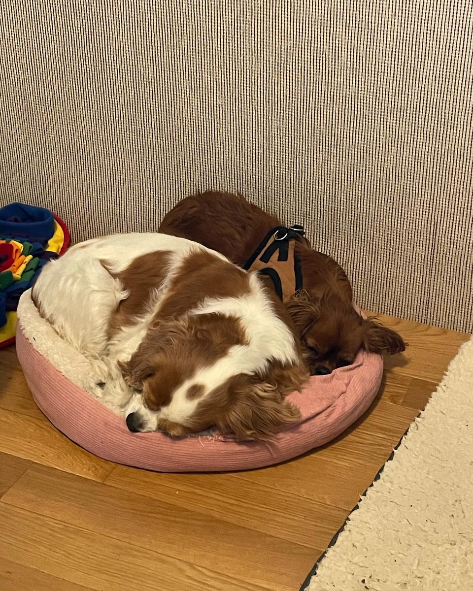 DannieSaltman's tweet photo. I’m traveling for work, so the girls are staying with their friend @therealrubythecavie. Zoey always sleeps in her bed. The second photo is Ruby as a puppy during her stay with us. https://t.co/7wdqjLeXGM