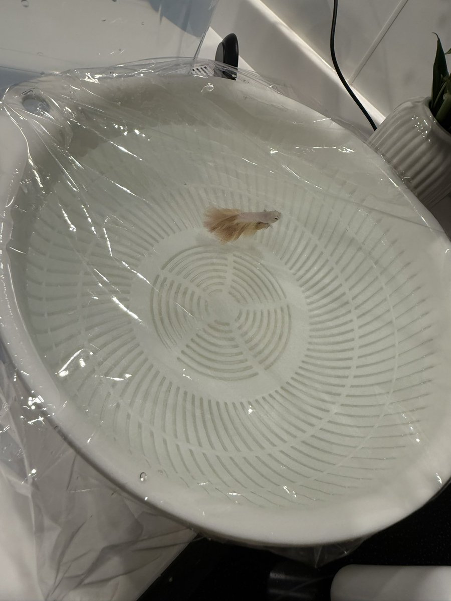 buseyaro_eb's tweet photo. ヒメちゃんの水換え用品新調(･ω･ﾐэ)Э https://t.co/lRrBBvvCjE