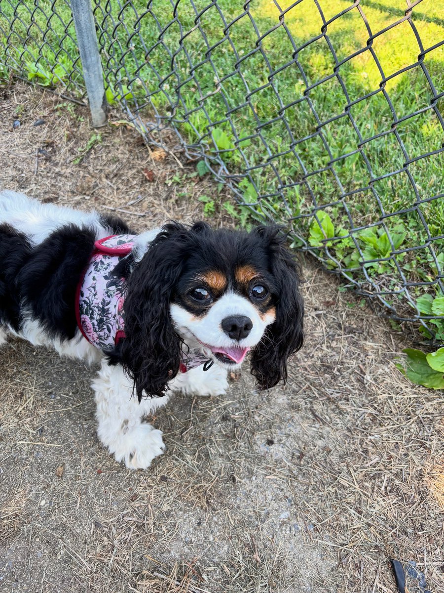 DannieSaltman's tweet photo. Happy Saturday from this cheerful girl 🐶💗 https://t.co/PmQ8ZK2IY5