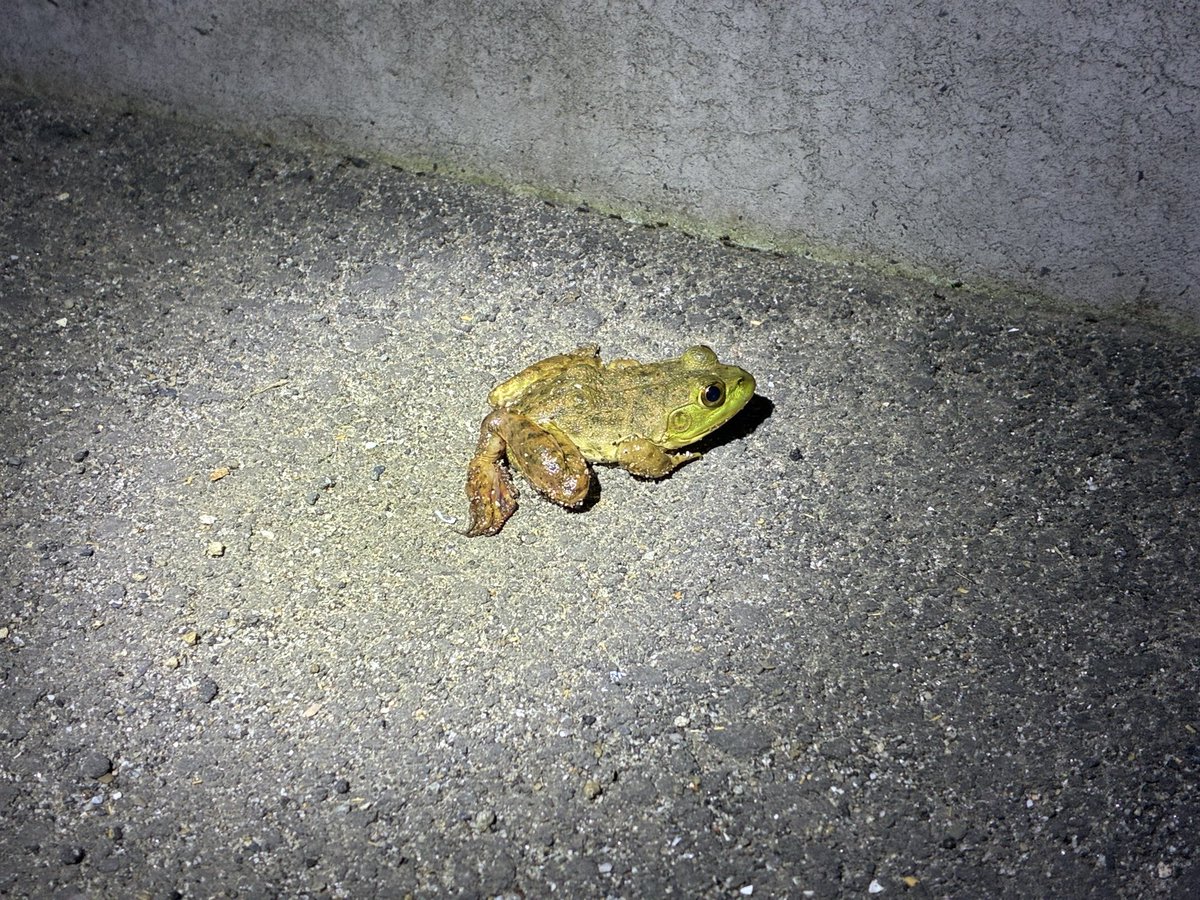 TjsDnt's tweet photo. 陸上生物も探しとります。
しかし秋の足跡が聞こえ始めてからは、明らかに生物相が変わってますね、ウォッチしなくては https://t.co/uvEkC338wn