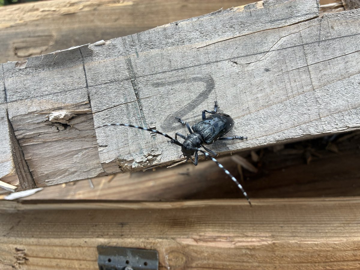 TjsDnt's tweet photo. 陸上生物も探しとります。
しかし秋の足跡が聞こえ始めてからは、明らかに生物相が変わってますね、ウォッチしなくては https://t.co/uvEkC338wn