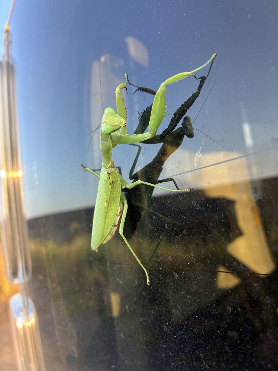TjsDnt's tweet photo. 陸上生物も探しとります。
しかし秋の足跡が聞こえ始めてからは、明らかに生物相が変わってますね、ウォッチしなくては https://t.co/uvEkC338wn