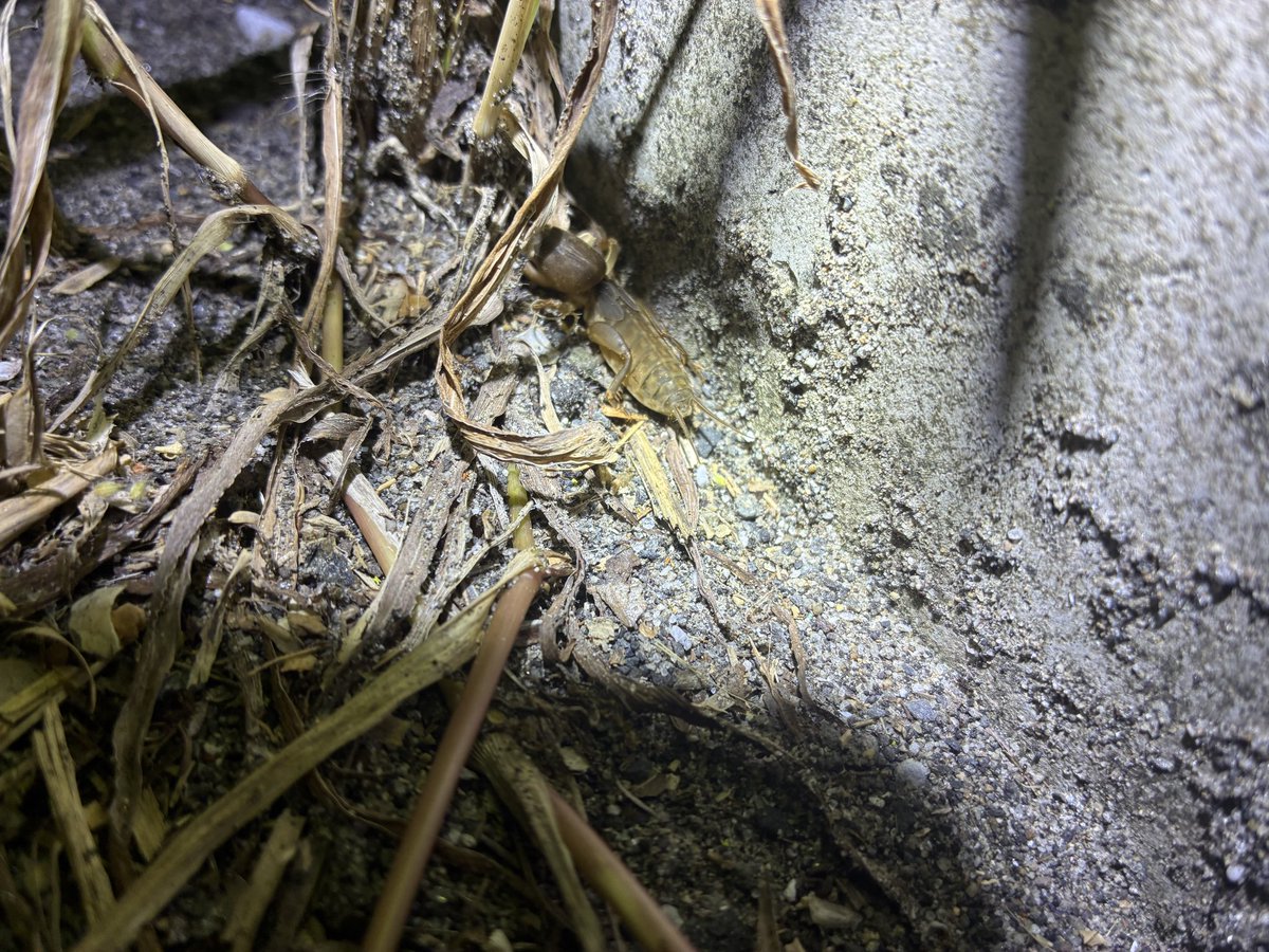 TjsDnt's tweet photo. 陸上生物も探しとります。
しかし秋の足跡が聞こえ始めてからは、明らかに生物相が変わってますね、ウォッチしなくては https://t.co/uvEkC338wn