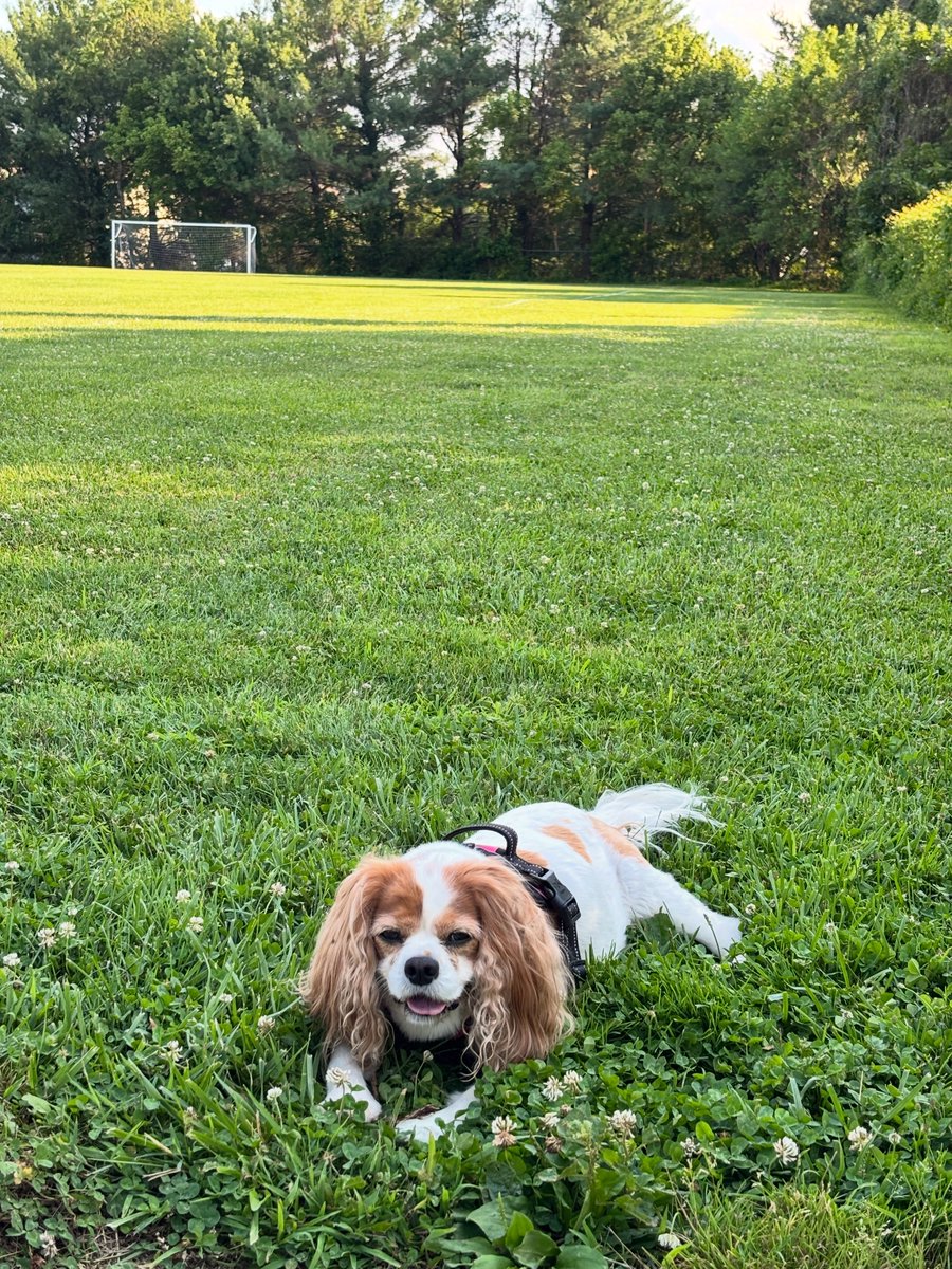 DannieSaltman's tweet photo. Zoey’s living her best life relaxing on the soccer field. Let’s call this her version of the World Cup. https://t.co/8PENAICHBF