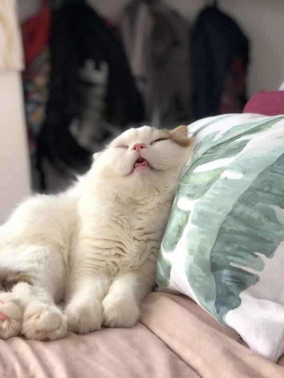 nekocatts tweet picture