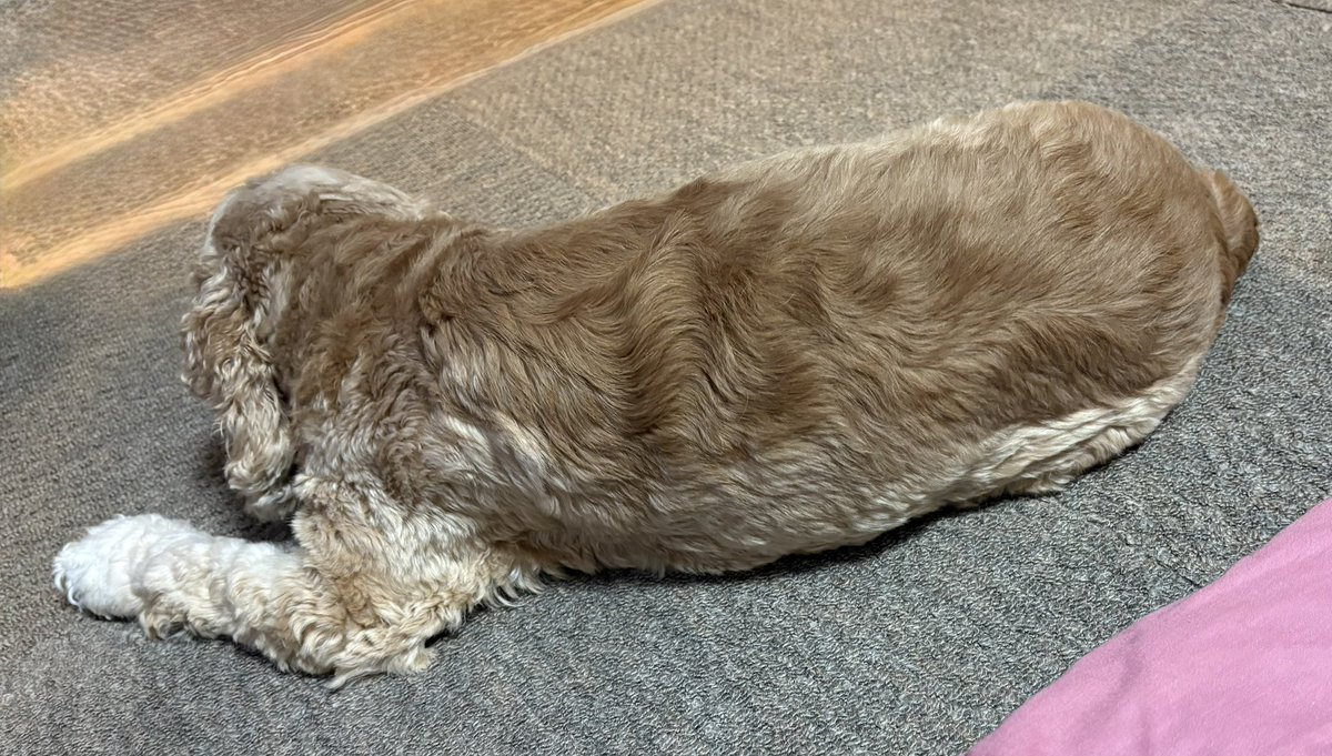 rassypathy's tweet photo. なんか、お腹周りどっしりしてきた？？
おやつ齧り中の長いきなこもち犬ことユーク
画像タグ付けお試し投稿🏷️ https://t.co/wQGSy83iIc