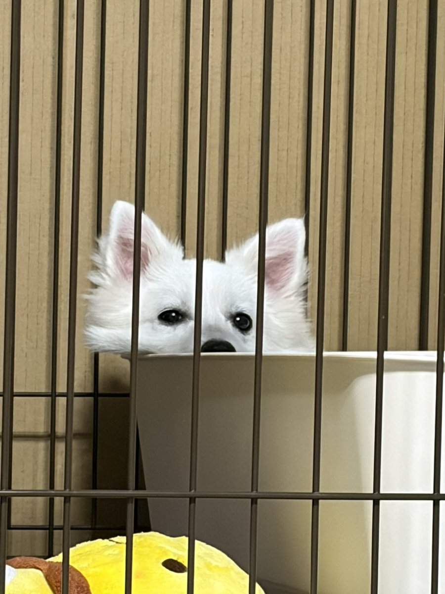hanabi_Spitz's tweet photo. ひょっこりお顔が見えてました

#日本スピッツ
#犬のいる暮らし https://t.co/PUFic6aZsw
