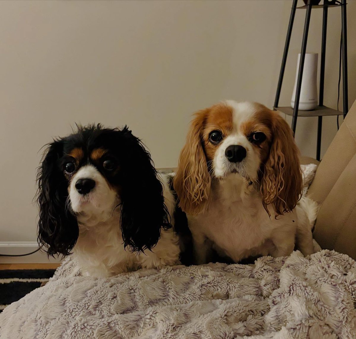 DannieSaltman's tweet photo. The best valentines you could ask for. They look absolutely thrilled to be posing for this picture. https://t.co/tXYM1yeS1X