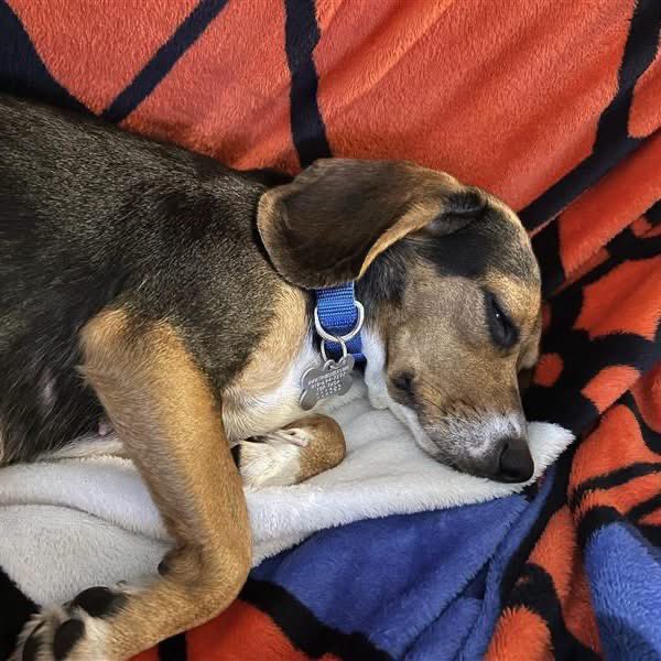 TriBeagles's tweet photo. Adoptable beagle of the day-Daphne! https://t.co/TWTa2LctDW https://t.co/ecMISEbX4F