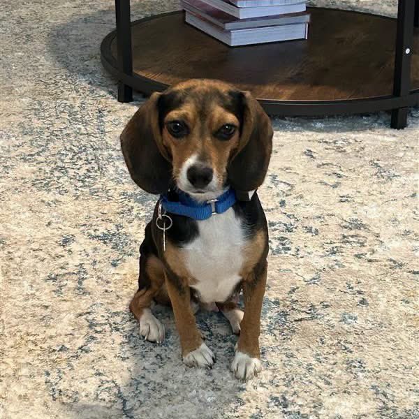 TriBeagles's tweet photo. Adoptable beagle of the day-Daphne! https://t.co/TWTa2LctDW https://t.co/ecMISEbX4F