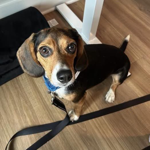 TriBeagles's tweet photo. Adoptable beagle of the day-Daphne! https://t.co/TWTa2LctDW https://t.co/ecMISEbX4F