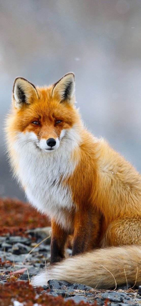 OgWolf55's tweet photo. Good morning. #foxfriday. ☕️🦊 https://t.co/QyoIKoSKoZ