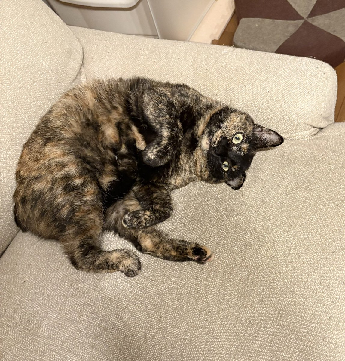 sabinekonyans's tweet photo. キバちら見せのよもちゃん https://t.co/oATn3Fzk1S