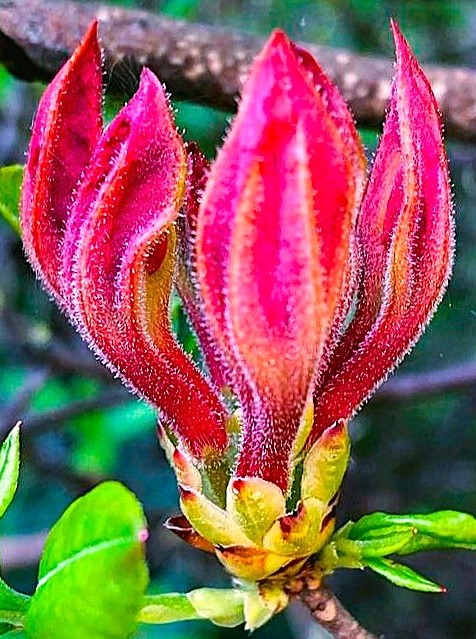 Mare54695707's tweet photo. 💮 gm https://t.co/BH1P2xCjE6