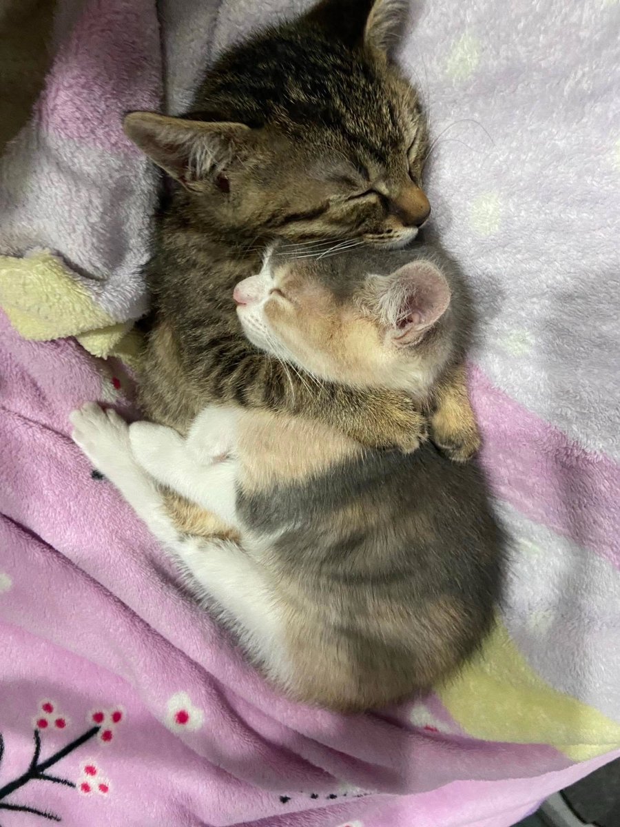PostofcatsX's tweet photo. https://t.co/CB9exWC5i6
