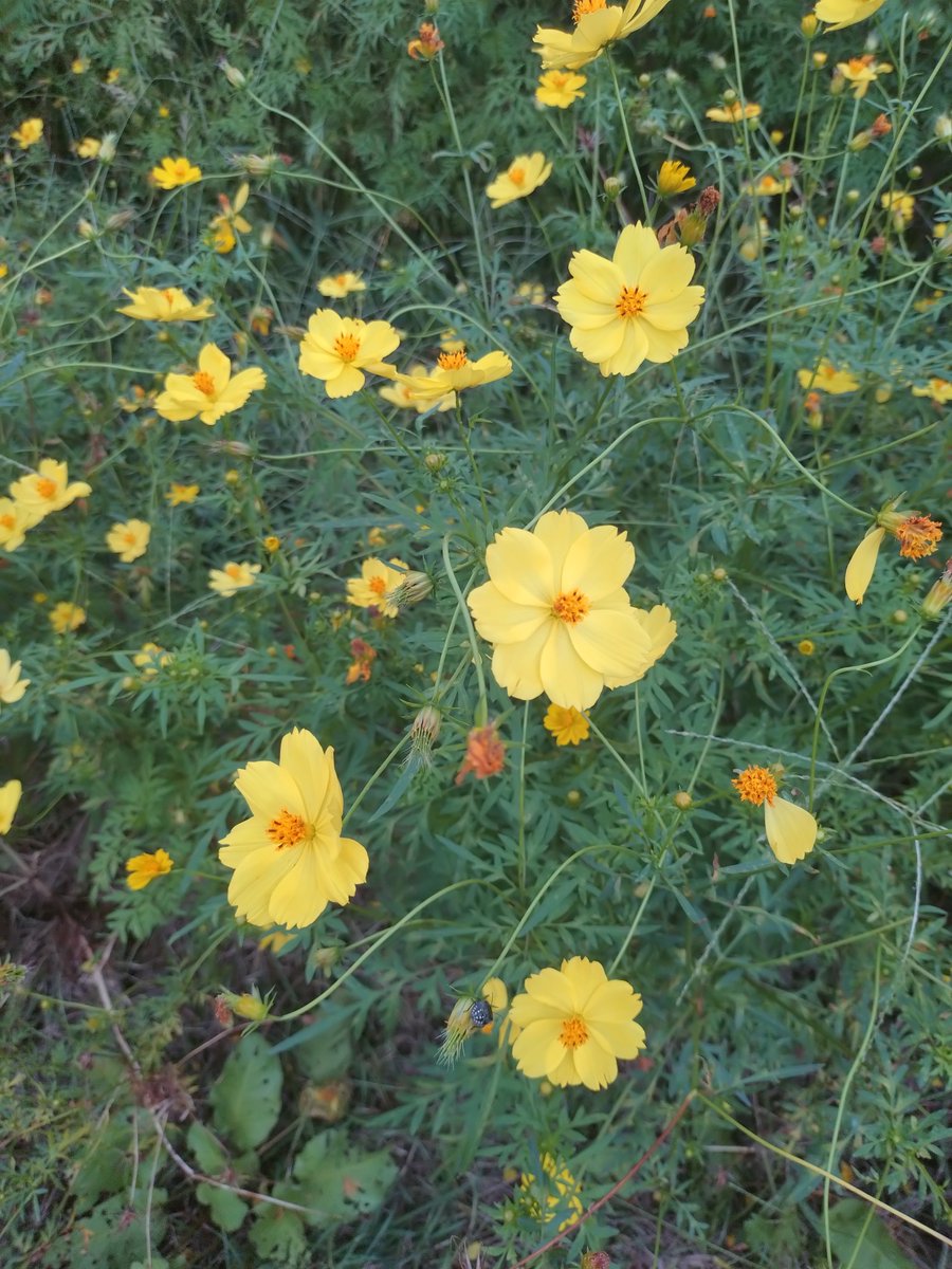 ameme2929's tweet photo. 黄色いコスモス🌼*･ https://t.co/A3Z9V3bRAw