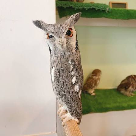 hah_p0's tweet photo. @akusinsane Zarrax but I don’t play cos my friend told me about this creature 
Also this owl mentioned…. https://t.co/MprHJWUYFi