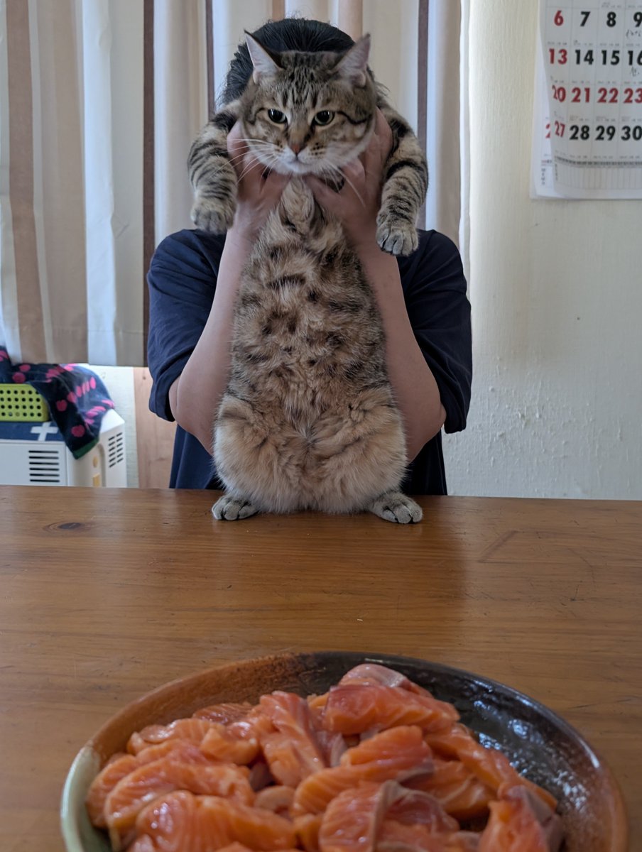 hotateyasan's tweet photo. 自分の分を食べ終え、さらに食べようとする
きぃーちゃんに待ったをかける https://t.co/OgMoiFkvEK