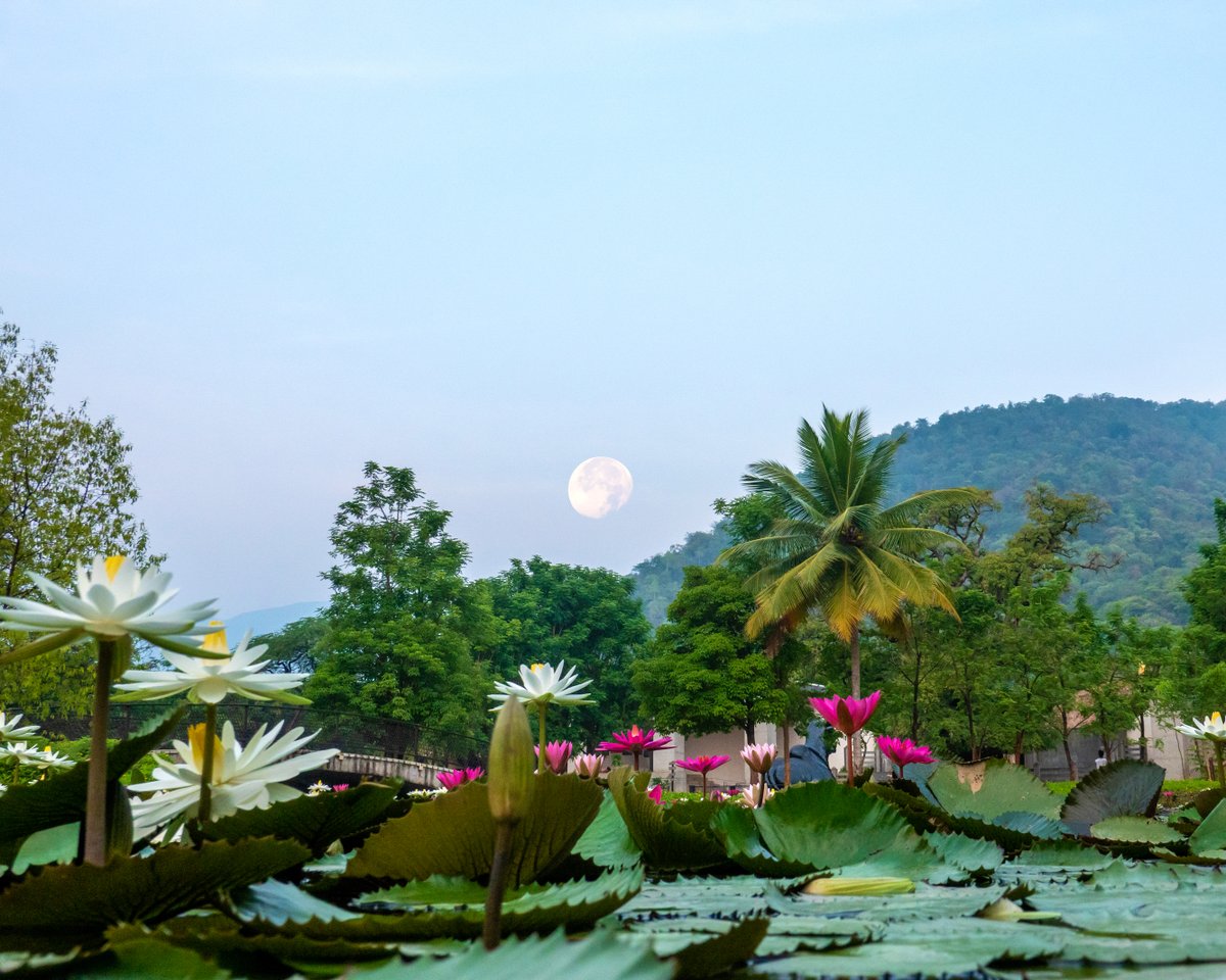 ishafoundation's tweet photo. A full moon, water lilies, and the Velliangiri mountains. Some evenings need no words. https://t.co/C6d7MPCRhg