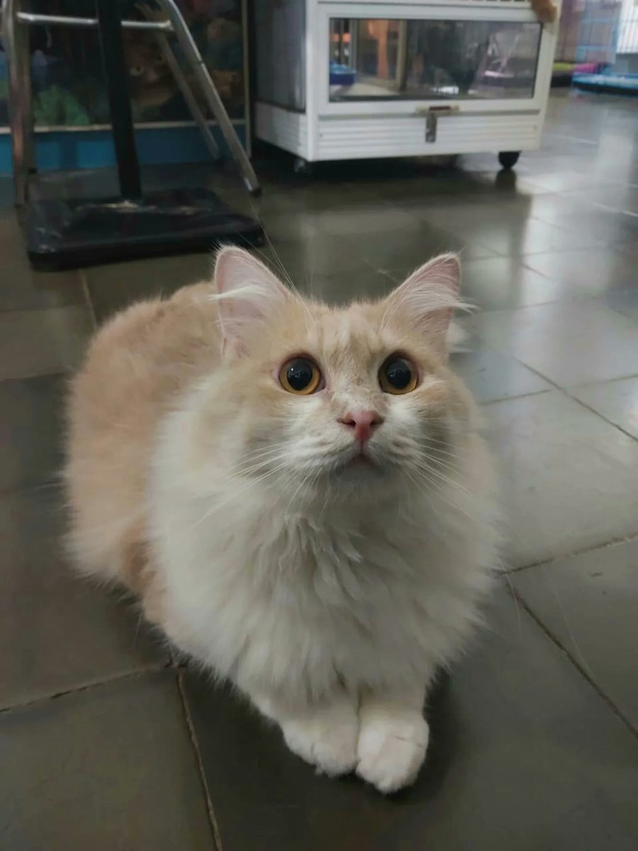 AltaThull180404's tweet photo. Jiro is absolutely adorable. https://t.co/BtGhW6sdv2