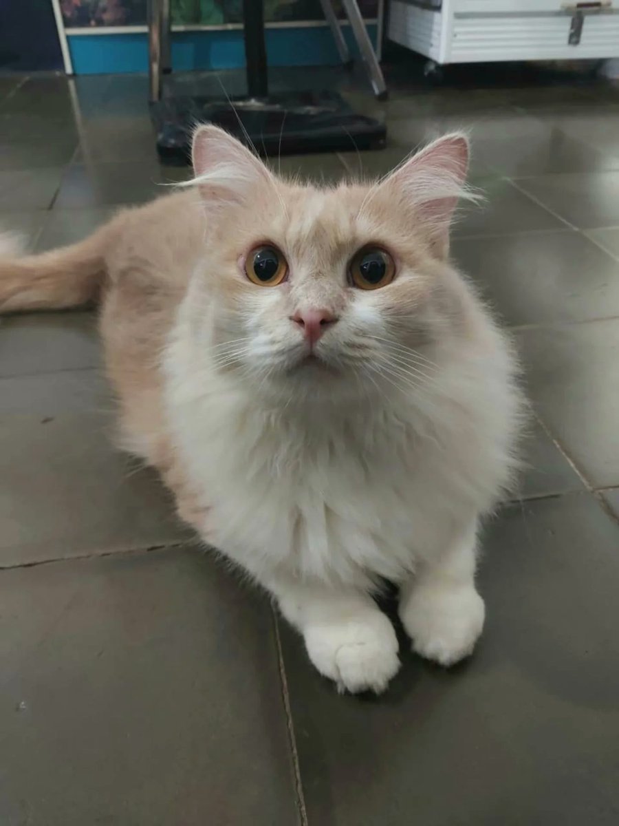AltaThull180404's tweet photo. Jiro is absolutely adorable. https://t.co/BtGhW6sdv2