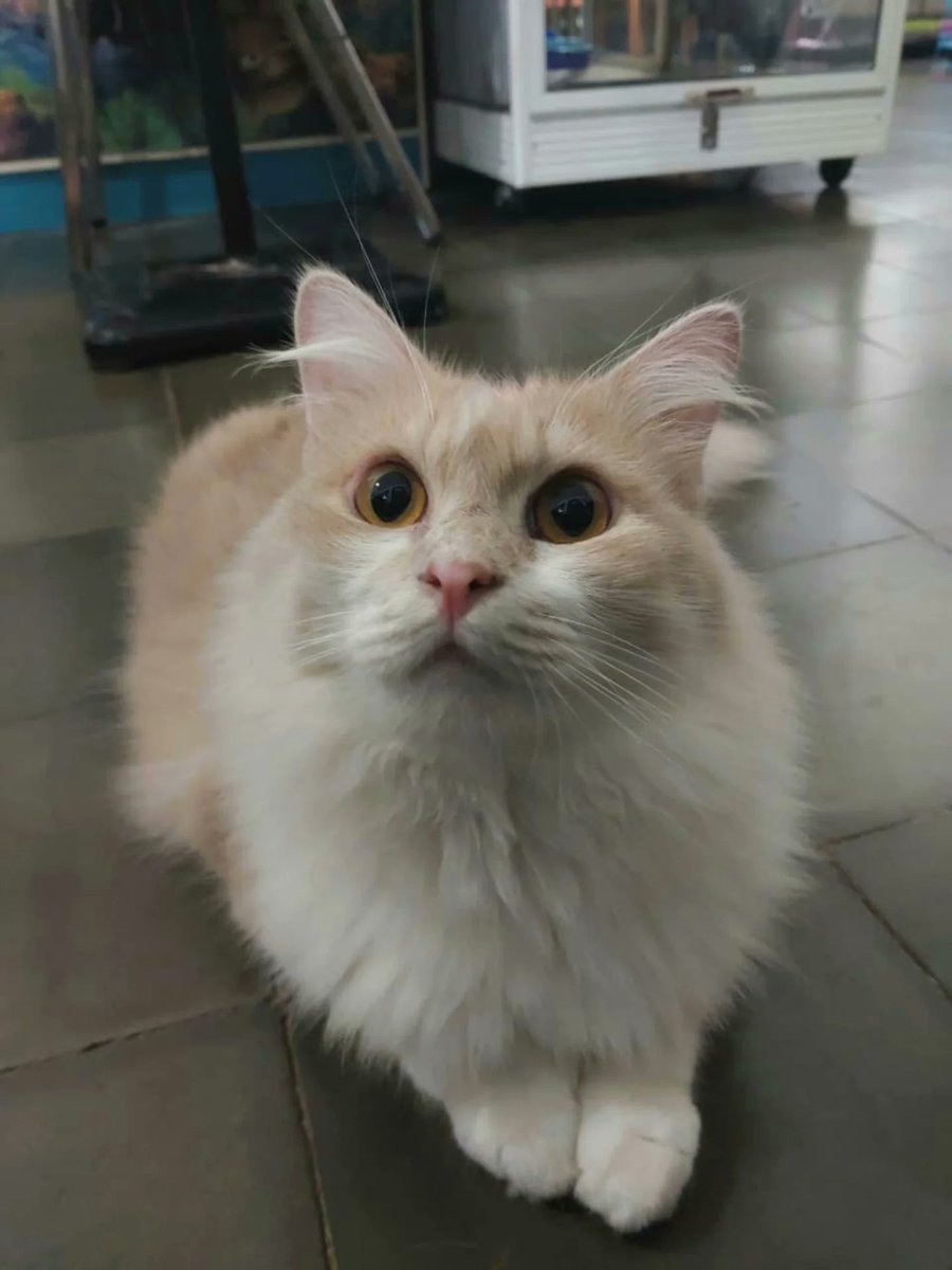 AltaThull180404's tweet photo. Jiro is absolutely adorable. https://t.co/BtGhW6sdv2