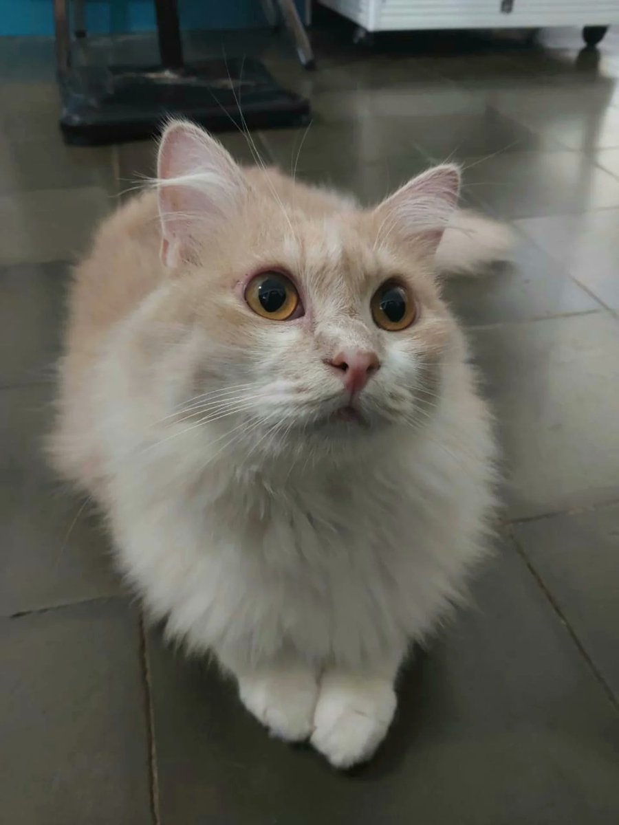 AltaThull180404's tweet photo. Jiro is absolutely adorable. https://t.co/BtGhW6sdv2