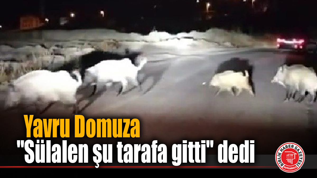 habersafranbolu's tweet photo. Karabük'te gece saatlerinde mahalleye inen yaban domuzu sürüsü sürücüleri şaşırttı. Sürüden ayrılan yavru domuza yol tarif eden kadın sürücünün, "Sülalen şu tarafa gitti" sözleri tebessüm ettirdi.

https://t.co/XXRnxiFHFh

#domuz https://t.co/svZzoPr1Jm