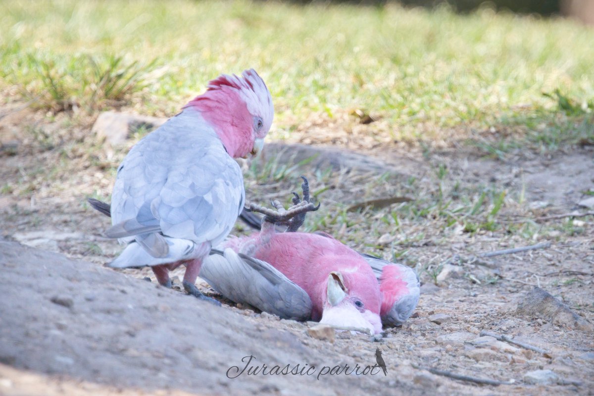 jurassic_parrot's tweet photo. Photos from this afternoon’s visit to the park (25/09/26) 😊
It's been a while since I last saw galahs playing and having this much fun at the park.

I want to show the world just how incredible birds are and prove that they aren't just brainless creatures with wings. They express feelings and emotions, just like we do.