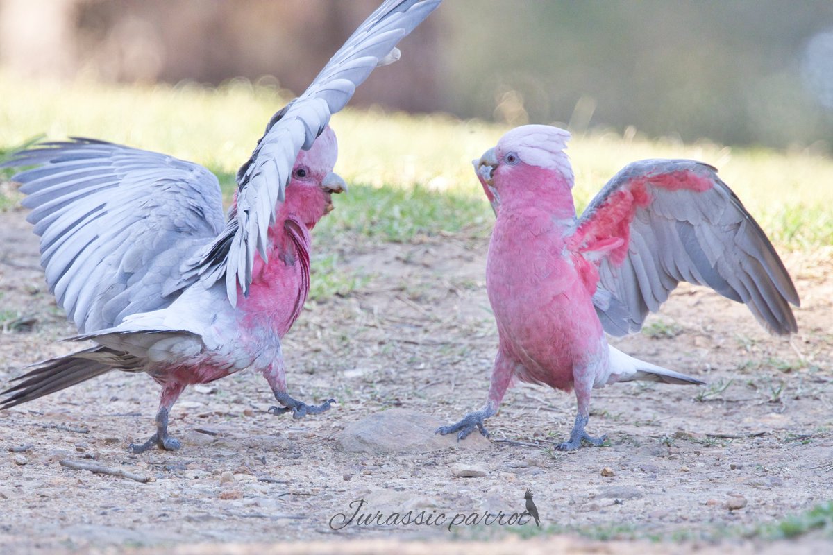 jurassic_parrot's tweet photo. Photos from this afternoon’s visit to the park (25/09/26) 😊
It's been a while since I last saw galahs playing and having this much fun at the park.

I want to show the world just how incredible birds are and prove that they aren't just brainless creatures with wings. They express feelings and emotions, just like we do.