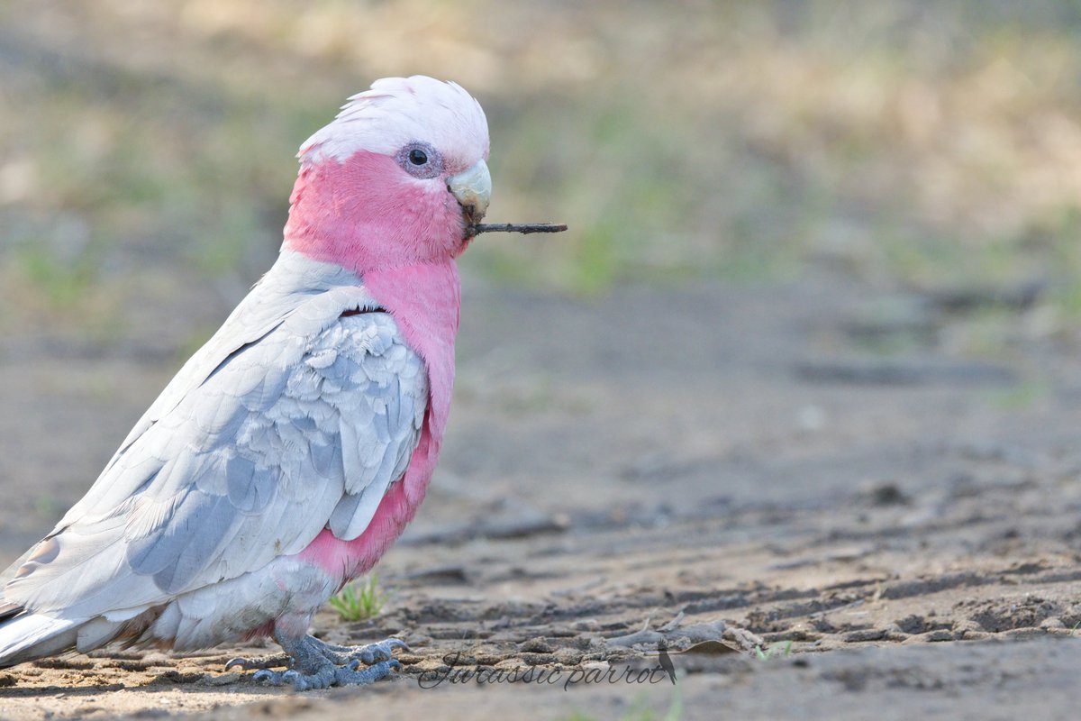 jurassic_parrot's tweet photo. Photos from this afternoon’s visit to the park (25/09/26) 😊
It's been a while since I last saw galahs playing and having this much fun at the park.

I want to show the world just how incredible birds are and prove that they aren't just brainless creatures with wings. They express feelings and emotions, just like we do.