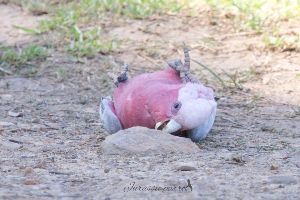 jurassic_parrot's tweet photo. Photos from this afternoon’s visit to the park (25/09/26) 😊
It's been a while since I last saw galahs playing and having this much fun at the park.

I want to show the world just how incredible birds are and prove that they aren't just brainless creatures with wings. They express feelings and emotions, just like we do.