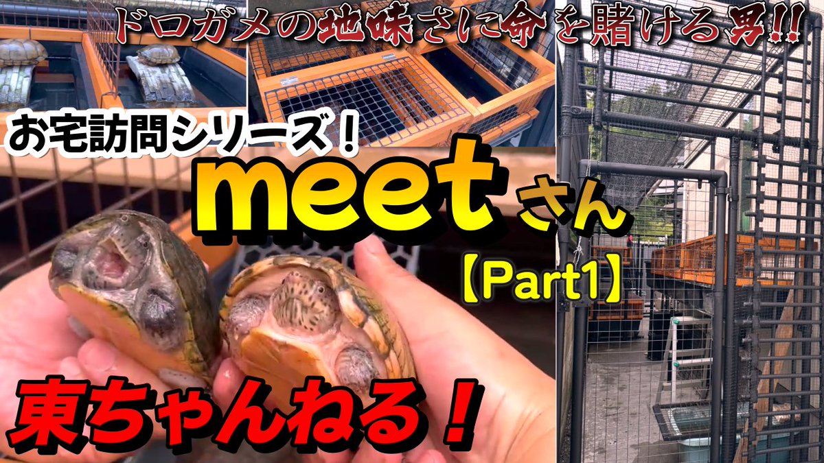 000kamezo's tweet photo. 東ちゃんねる始動！？
お宅訪問シリーズ！meetさん【Part１】

東くんと麒麟児さんがmeetさんの飼育場へ！
ドロガメなどの水棲亀好き必見の動画となります。
お楽しみ頂けたら幸いです♪

https://t.co/U2cm8DzDfV @YouTubeより https://t.co/lxhvYYM2Qw
