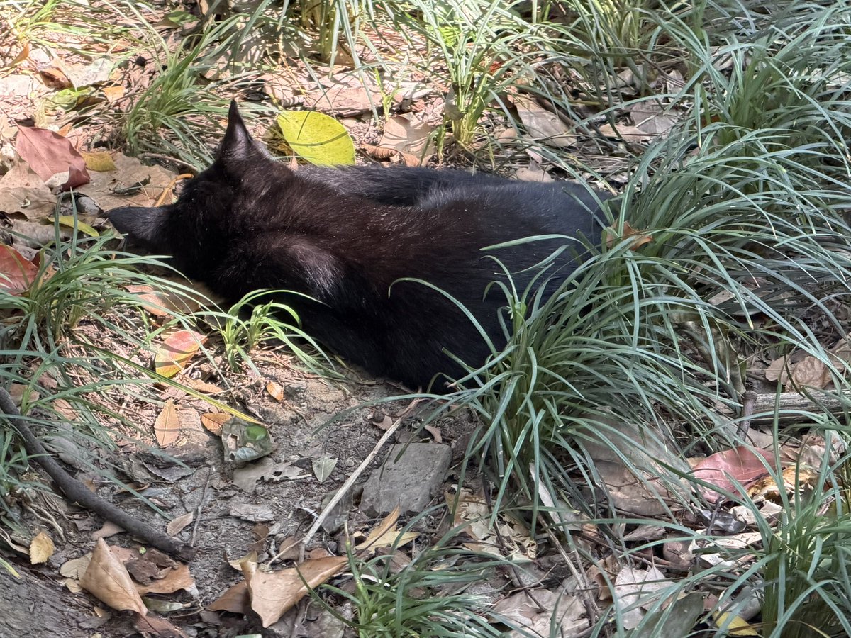 Enoch_098's tweet photo. 西园寺猫猫🐱 https://t.co/3bLYHnqGCe