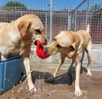 chorleyguidedog's tweet photo. #FridayFun. These two are having a great time!  This will probably be the last play in the paddling pool for this year!

#Chorley #GuideDogsUK #GuideDogs #GuideDogsForTheBlind https://t.co/4Y14tf3ZMq