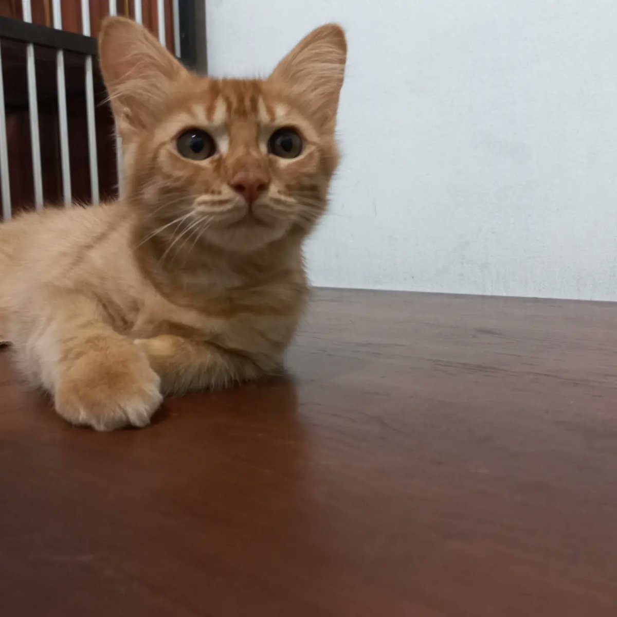 AltaThull180404's tweet photo. Abelo Kitten https://t.co/xIdzrRZXnI
