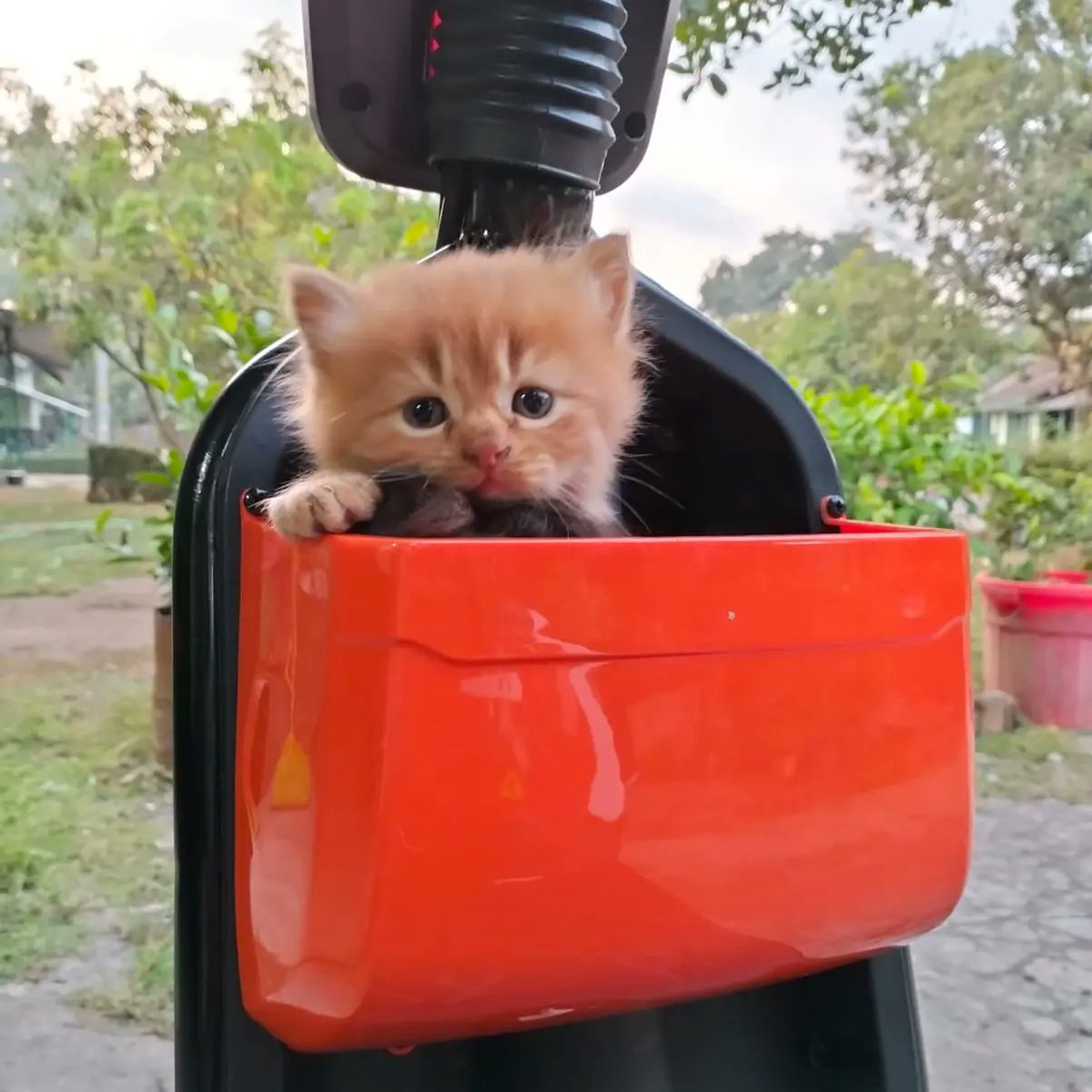 AltaThull180404's tweet photo. Abelo Kitten https://t.co/xIdzrRZXnI