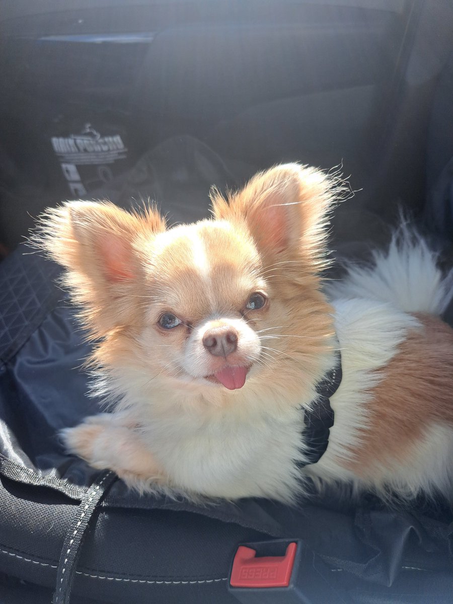 PolderPearls's tweet photo. Sunny mornings are the best 🧡 Pretzel wishes you a lovely #friday 

#goodmorning https://t.co/vSz8yIjeD2