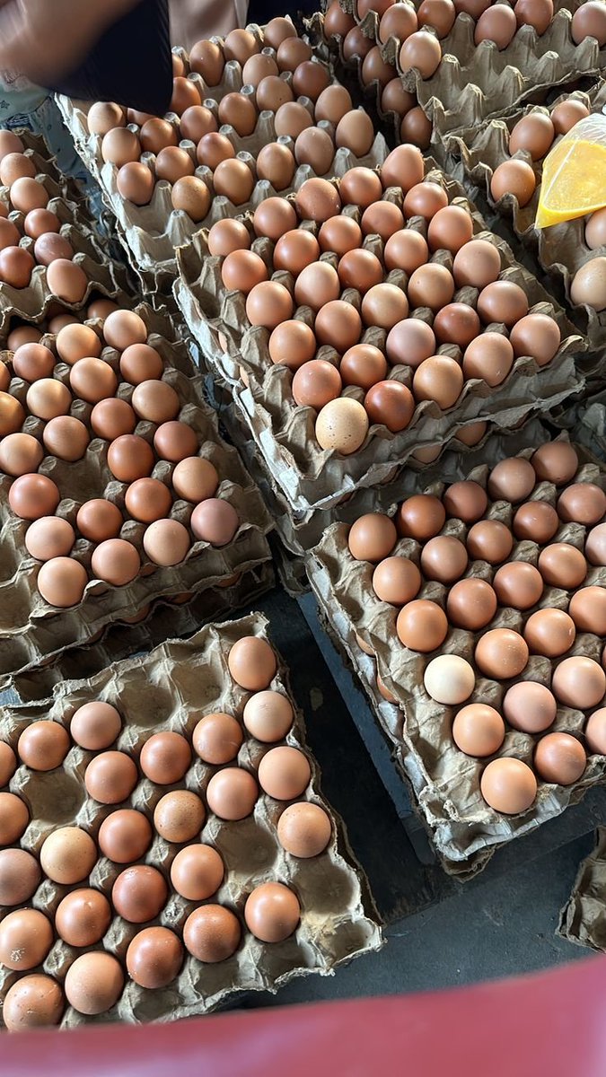 monaerima's tweet photo. Fresh eggs available 
#5300 per crate
Location kurmin mashi kaduna https://t.co/PlbawrIriR