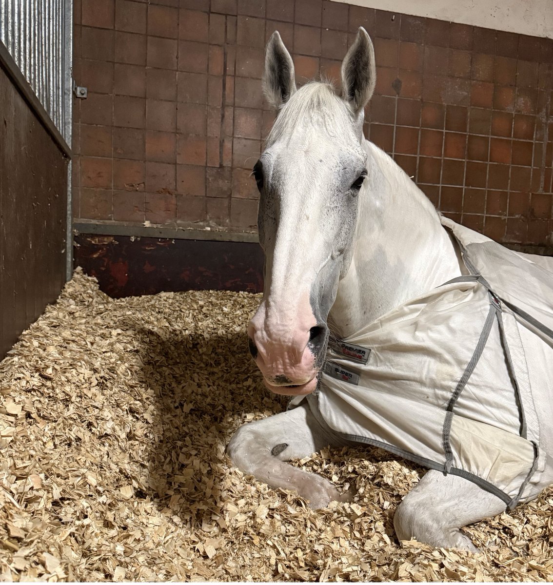 MerPolMounted's tweet photo. Sorry our page has been a little bit quiet this week — I’m currently off on some annual leave! ☀️
Our normal content will be back on Wednesday! 🐴
#StandTall #PHSilver #MerpolMounted #PoliceHorses #AnnualLeave https://t.co/ufhlgCcVD1