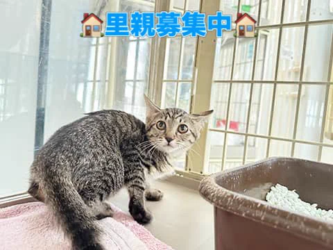 東京キャットガーディアン on X: 