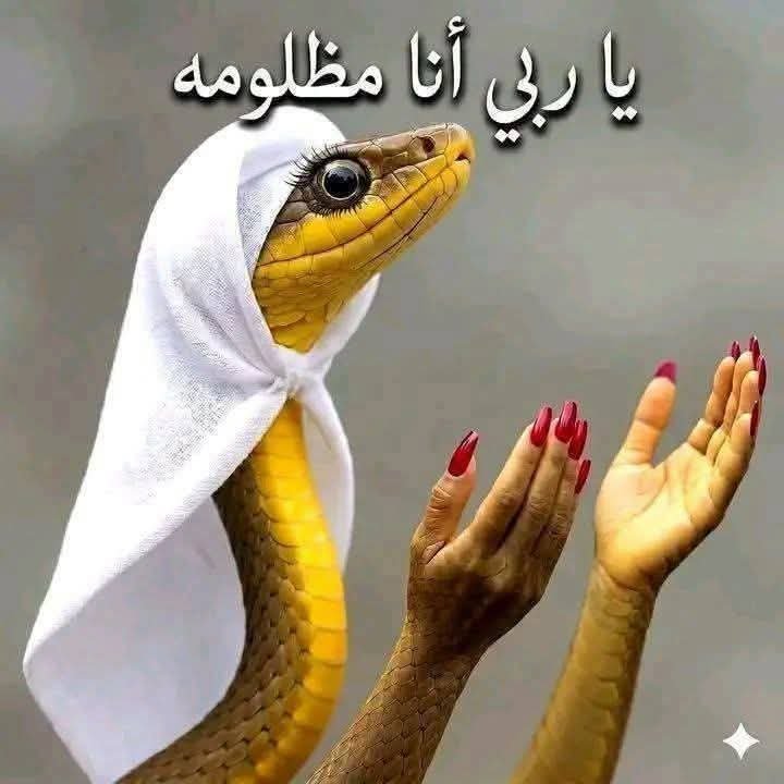 AdelHasssn's tweet photo. @sadamisr25 https://t.co/XkwsrrJ9H1