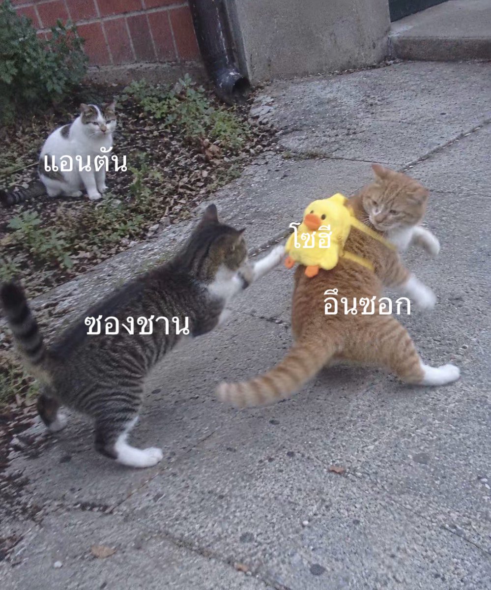 kkittychann's tweet photo. https://t.co/KLvUBrnXjO