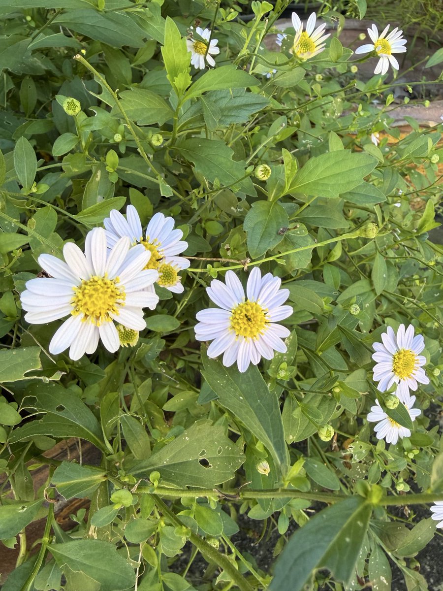 Bebabebu112's tweet photo. :) you will always make me smile 🌼 https://t.co/GspcVCzRxe